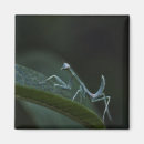 Recherche de insectes de bébé magnets Bogue