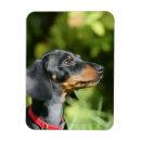 Recherche de teckel noir et bronzage Chiot