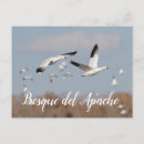 Zoek naar apache briefkaarten Natuur