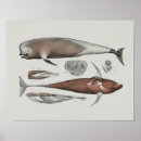 Recherche de biologie marine posters Baleines
