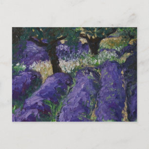 0063-le champ de lavande briefkaart