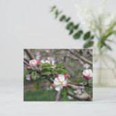 01 Apple Blossom Winchester VA Briefkaart (Staand voorkant)