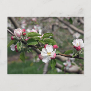 01 Apple Blossom Winchester VA Briefkaart