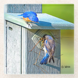 020 Bluebird Nesting 4x4 Glass Onderzetter Glazen Onderzetter
