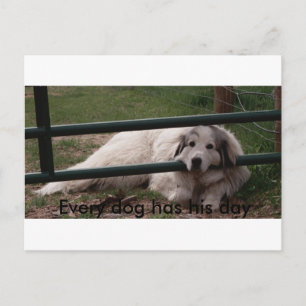 022_2, Elke hond heeft zijn dag Briefkaart