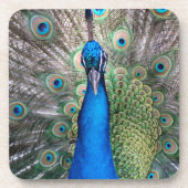 024 - Peacock Set - Onderzetters (Voorkant)