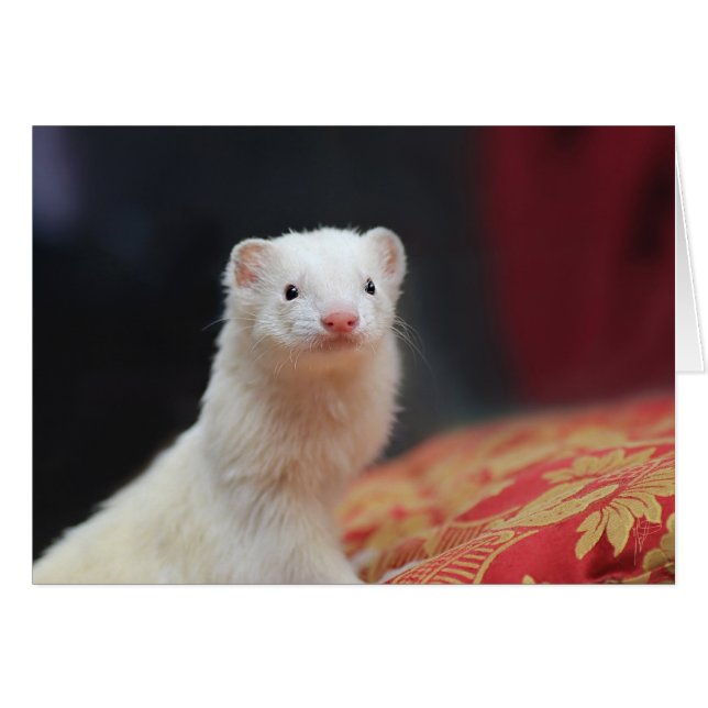 040 (Devant horizontal)