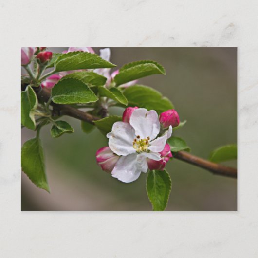04 Apple Blossom Winchester VA Briefkaart (Voorkant)