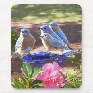 050 d'oiseaux bleus tapis de souris pour toujours
