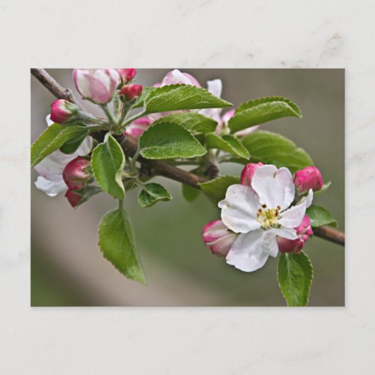 05 Apple Blossom Winchester VA Briefkaart (Voorkant)