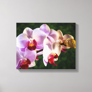 0834-Roze Orchideeën Canvas Afdruk