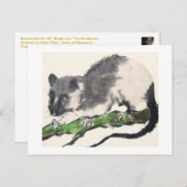 09 * Rat * Ratten-Postkarten * Rat-Postc Briefkaart (Voorkant / Achterkant)