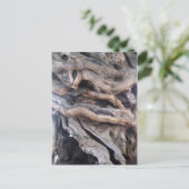 1000 Jahre älter Olivenbaum Briefkaart (Staand voorkant)