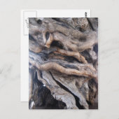 1000 Jahre älter Olivenbaum Briefkaart (Voorkant / Achterkant)