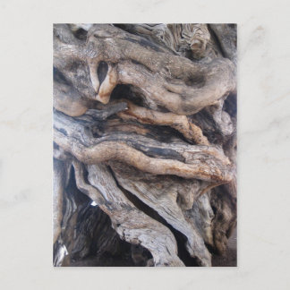 1000 Jahre älter Olivenbaum Briefkaart