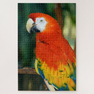 1000-stuk Scarlet Macaw Legpuzzel