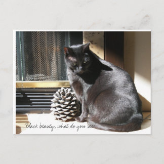 100_0305, Black beauty, what do you see? Briefkaart