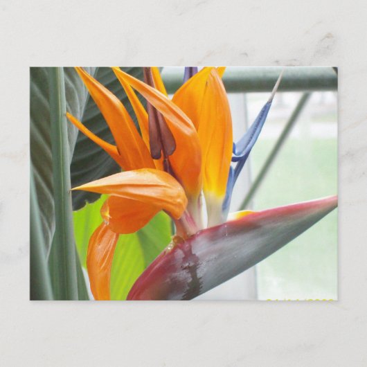 100_0344Post kaart-BIRD VAN PARADISE Briefkaart (Voorkant)