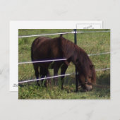 100_0375 BRIEFKAART (Voorkant / Achterkant)