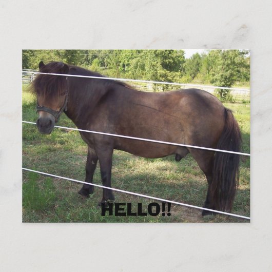 100_0376, HALLO! BRIEFKAART (Voorkant)