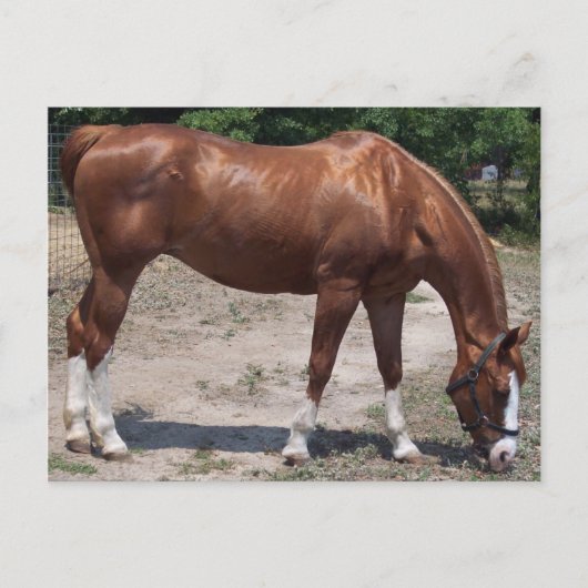 100_0464 BRIEFKAART (Voorkant)