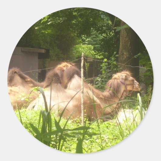 100_1373 - Kameel Stickers (Voorkant)