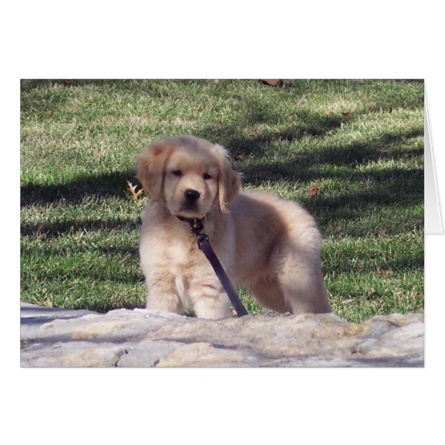 100_2426 (Devant horizontal)