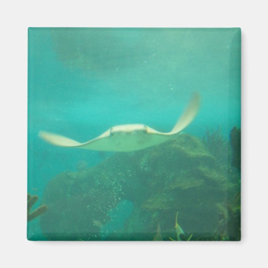 104_3660 - Sting Ray magneet (Voorkant)