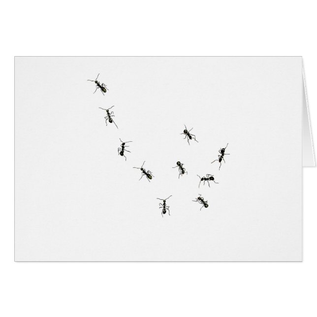 10 ants (Devant horizontal)