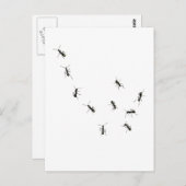 10 mieren briefkaart (Voorkant / Achterkant)