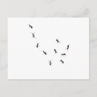 10 mieren briefkaart