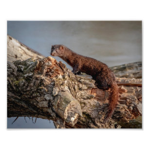 10x8 American Mink Foto Afdruk