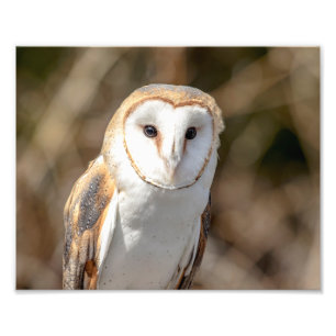 10x8 Barn Owl Foto Afdruk