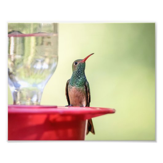 10x8 Buff-bellied hummingbird in Texas Foto Afdruk (Voorkant)