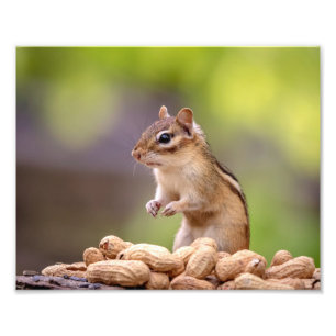 10x8-chipmunk met pinda's foto afdruk