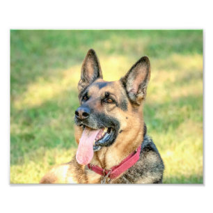 10x8 Duitse Shepard Foto Afdruk