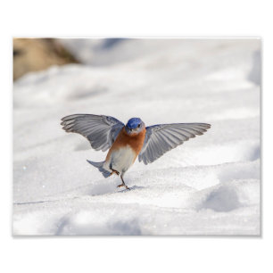 10x8 Eastern Bluebird dansend in de sneeuw Foto Afdruk