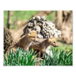 10x8 Fox Kits in de Hudson-vallei Foto Afdruk