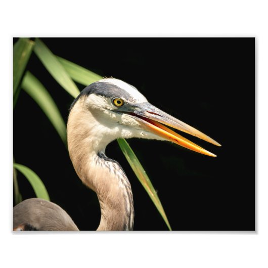 10x8 Great Blue Heron Foto Afdruk (Voorkant)