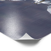 10x8 Gull Reflecties Foto Afdruk (Hoek)