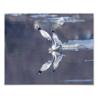 10x8 Gull Reflecties