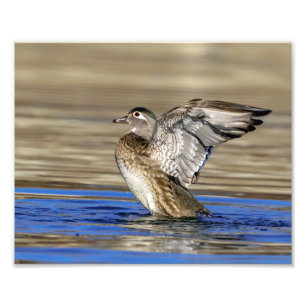 10x8 Hout Duck flapt haar vleugels Foto Afdruk