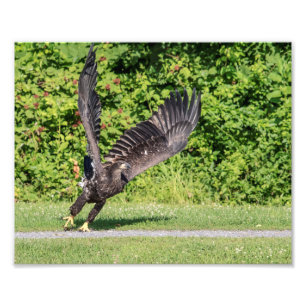 10x8 Juvenile Bald Eagle Foto Afdruk