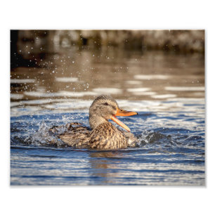 10x8 Mallard Duck in Downing Park Foto Afdruk