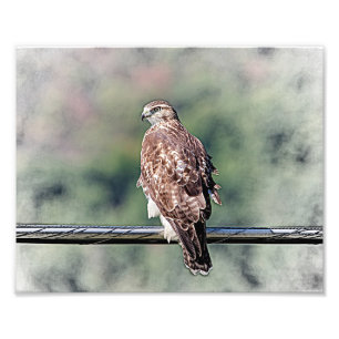 10x8 onvolgroeide Red Tailed Hawk Foto Afdruk