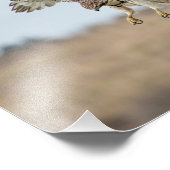 10x8 onvolgroeide Rode Hawk Hovering Foto Afdruk (Hoek)