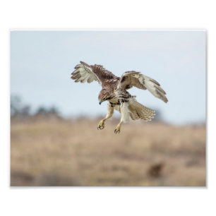 10x8 onvolgroeide Rode Hawk Hovering Foto Afdruk
