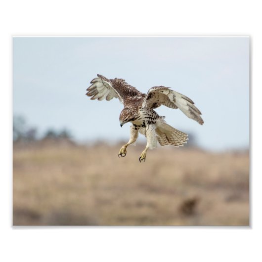 10x8 onvolgroeide Rode Hawk Hovering Foto Afdruk (Voorkant)