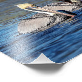 10x8 Paar van Pelicans Foto Afdruk (Hoek)