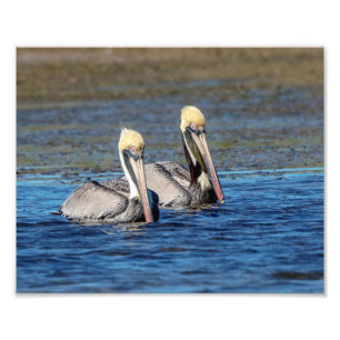 10x8 Paar van Pelicans Foto Afdruk